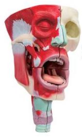 鼻、口、咽喉腔分解模型